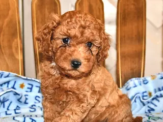 Cavapoo dogs for sale: Peter - Ad 3