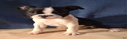 Boston Terrier dogs for sale: Eric - Ad 1