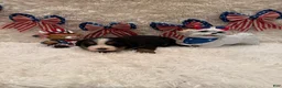 Bernese Mountain Dog dogs for sale: Hannah - Ad 16