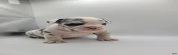 English Bulldog dogs for sale: lil tiny - Ad 4