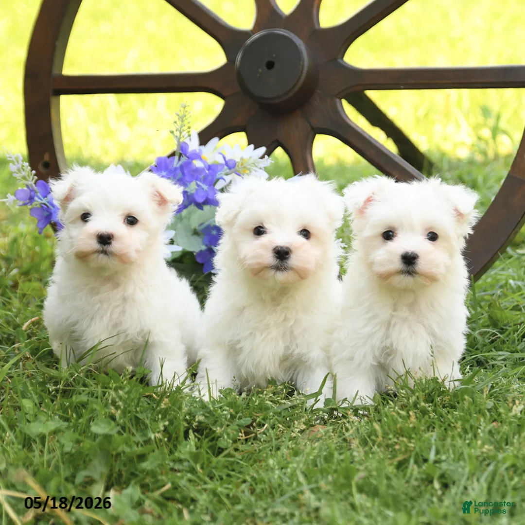 Maltese dogs for sale: Candy - Ad 5