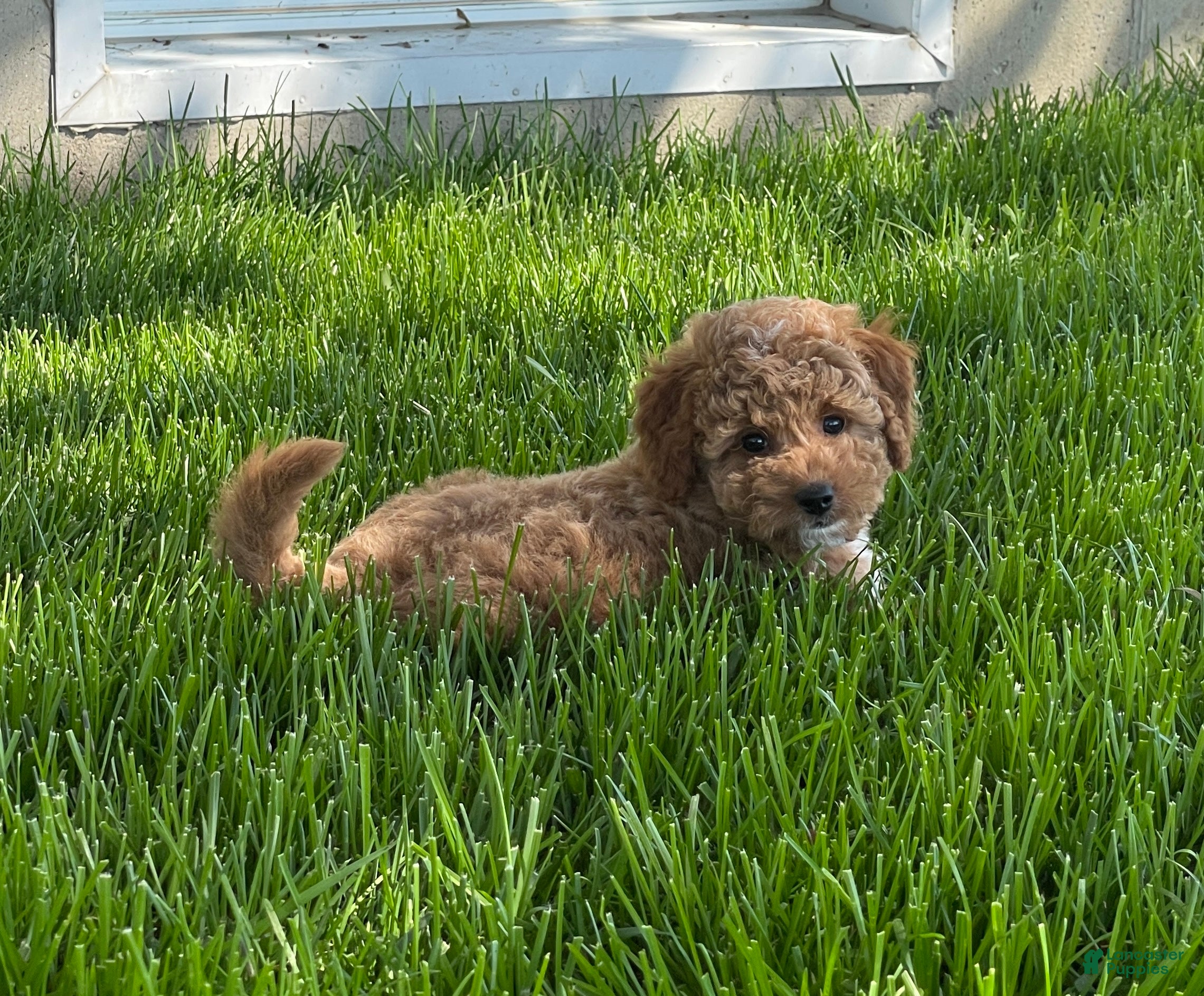 Mini Goldendoodle dogs Sadie Mini Goldendoodle Puppy  - Ad 2