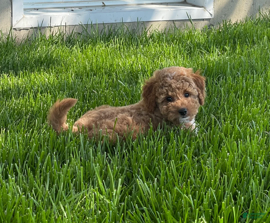 Mini Goldendoodle dogs for sale: Sadie Mini Goldendoodle Puppy  - Ad 2
