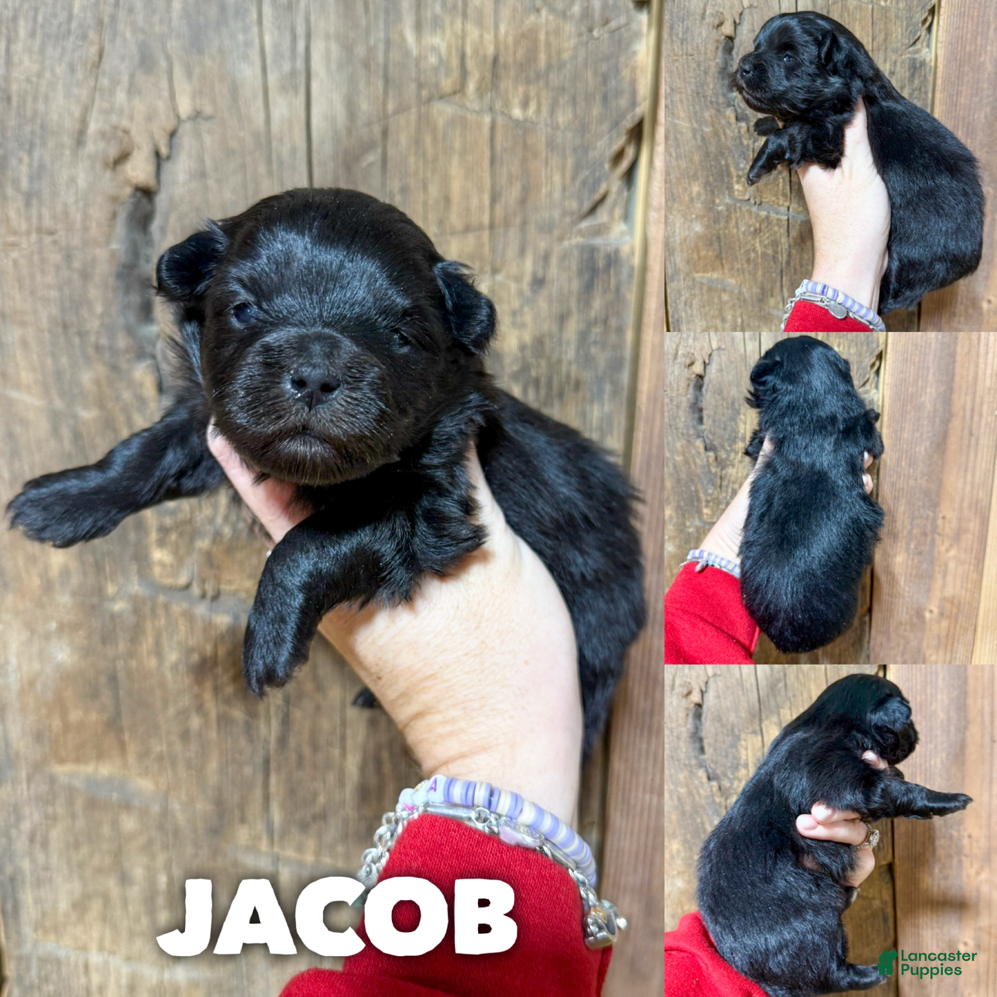 Mixed Breed dogs Jacob - Ad 16