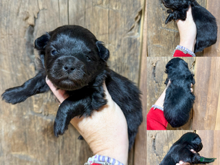 Mixed Breed dogs Jacob - Ad 16