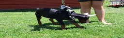 Doberman Pinscher dogs for sale: White - Ad 14
