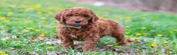 Goldendoodle dogs for sale: Carson F1b - Ad 3