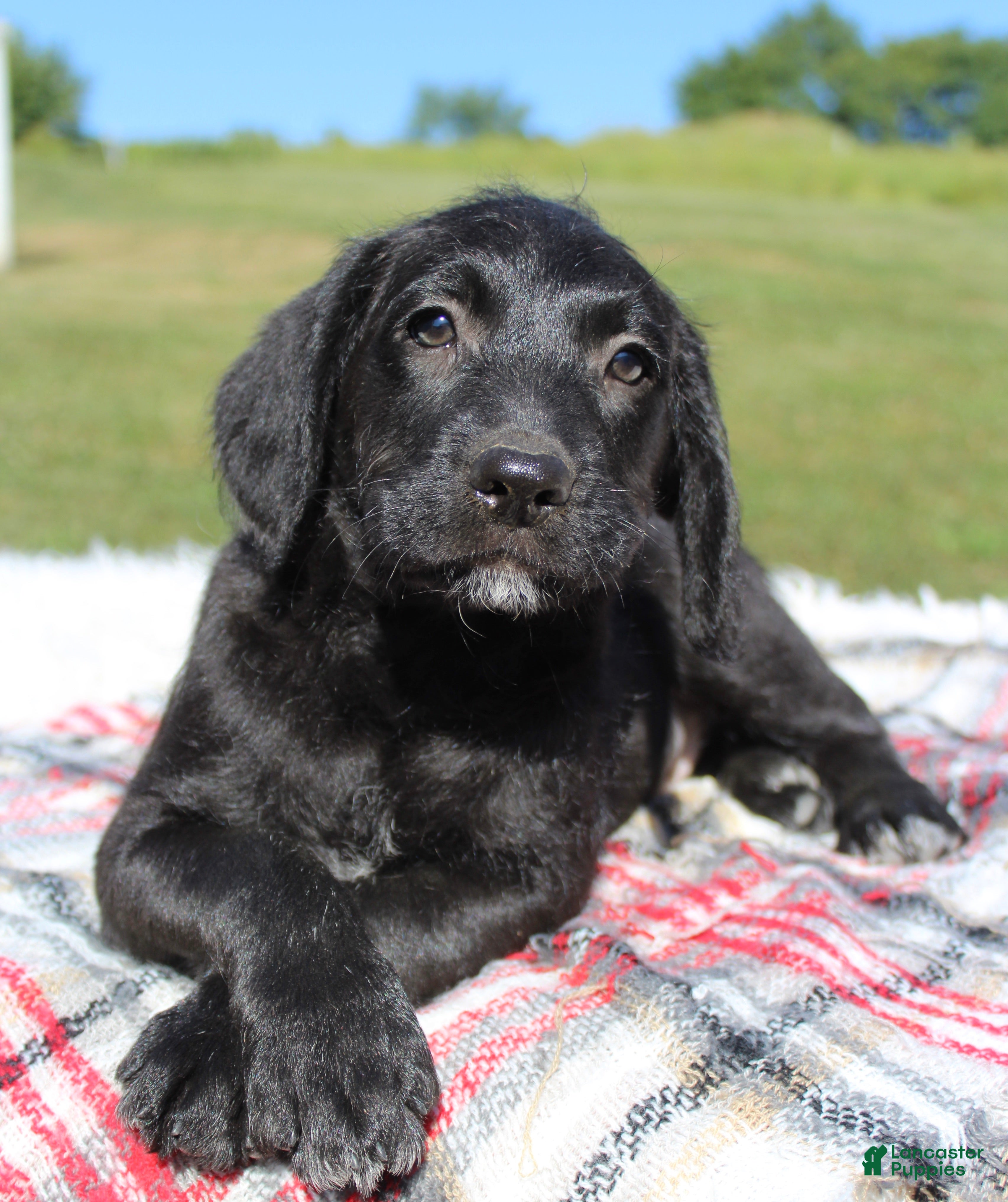 Black Labradoodle Puppies Flat Haired Labradoodle F1b Black