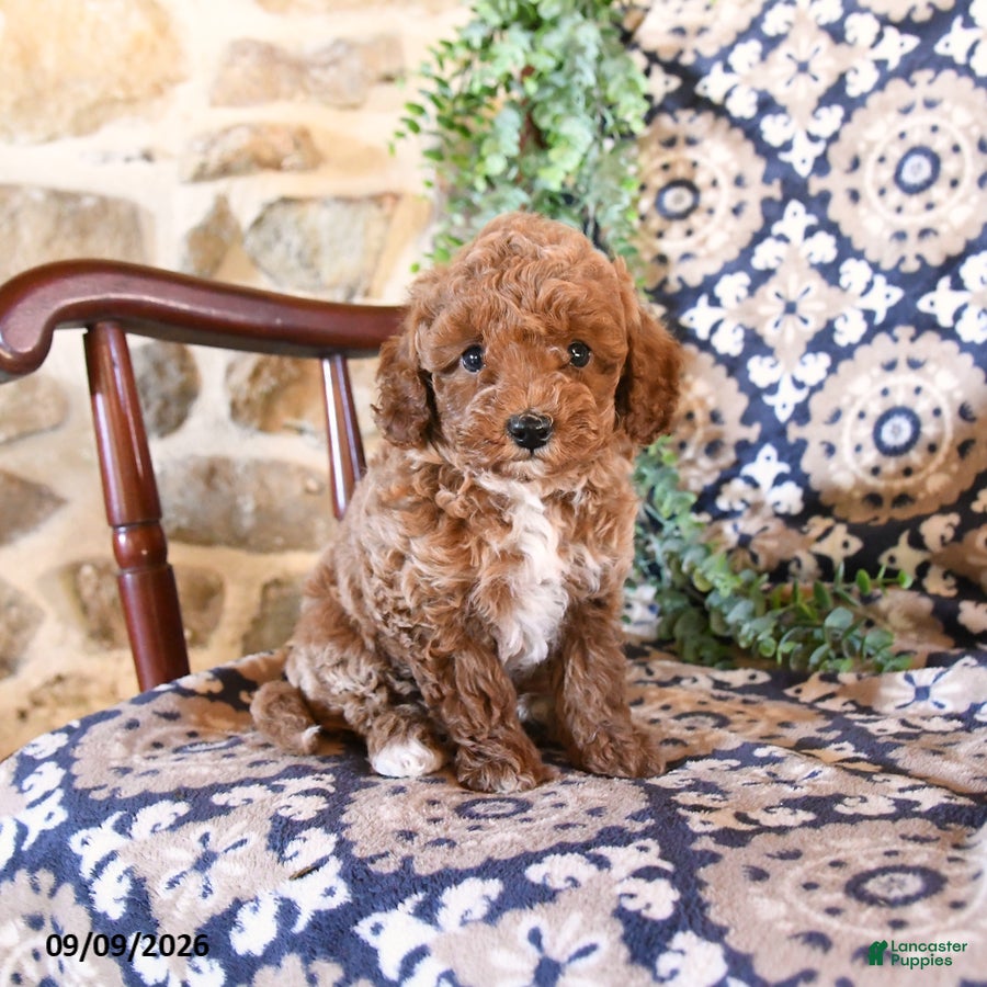 Toy Poodle dogs Marley - Ad 2