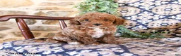 Toy Poodle dogs for sale: Marley - Ad 2