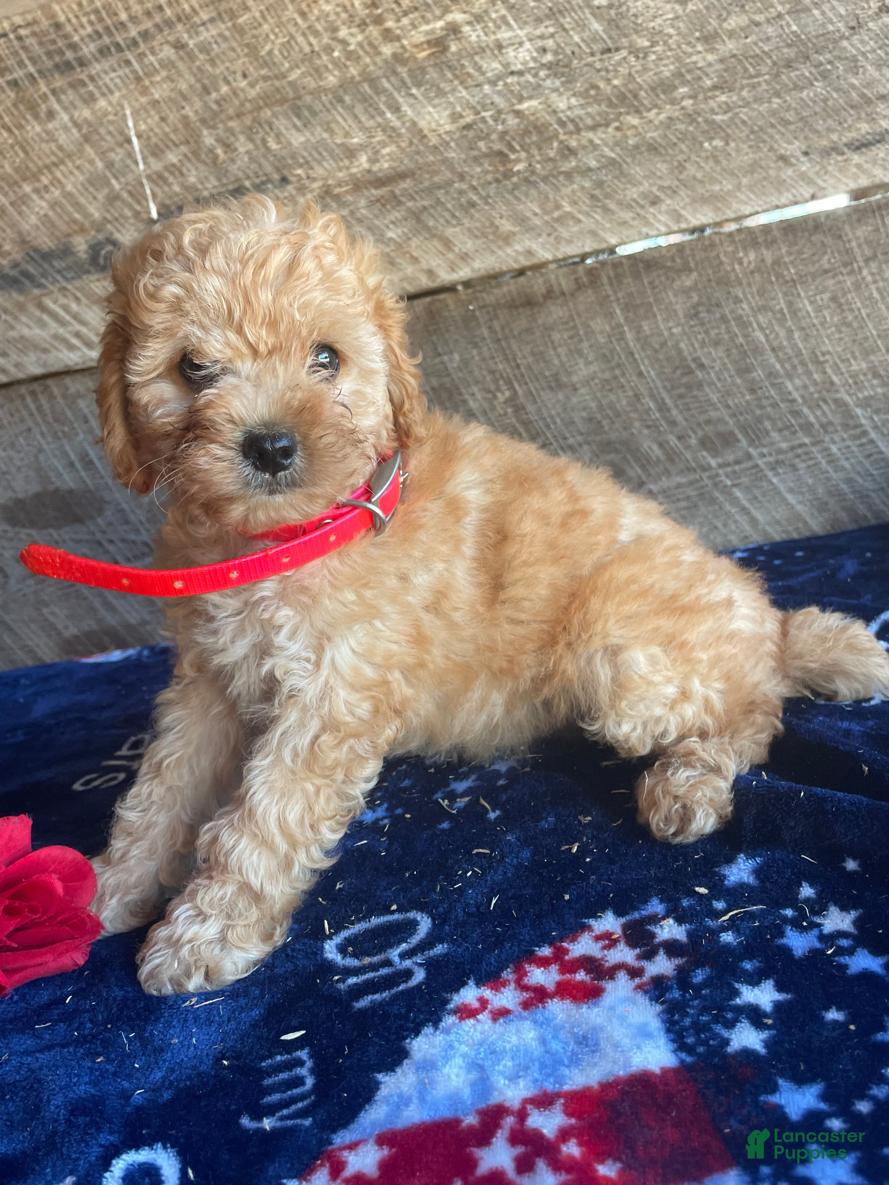 Cavapoochon dogs Alex - Ad 7