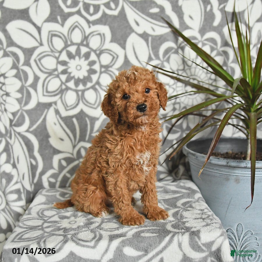 Mini Goldendoodle dogs Rex - Ad 14