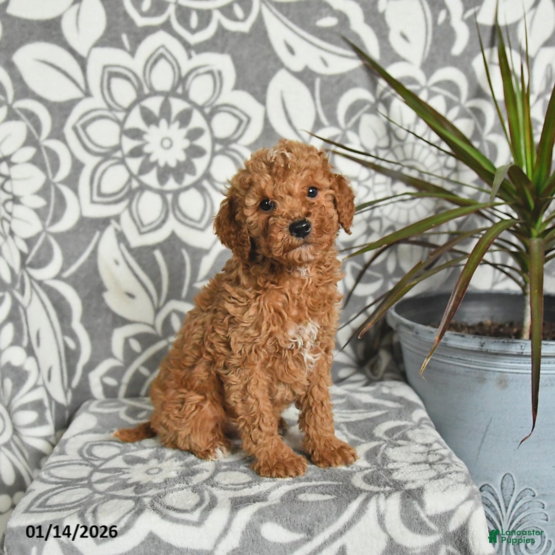 Mini Goldendoodle dogs for sale: Rex - Ad 1