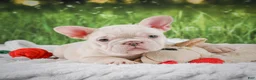 French Bulldog dogs for sale: Lucy - Ad 8