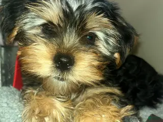 Yorkshire Terrier dogs for sale: Pearl - Ad 4