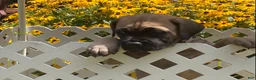 Cane Corso dogs for sale: Cane Corso 6 - Ad 3