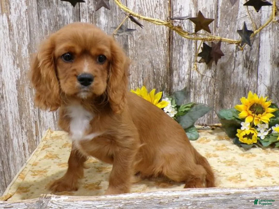 Cavalier King Charles Spaniel dogs for sale: Alex - Ad 1