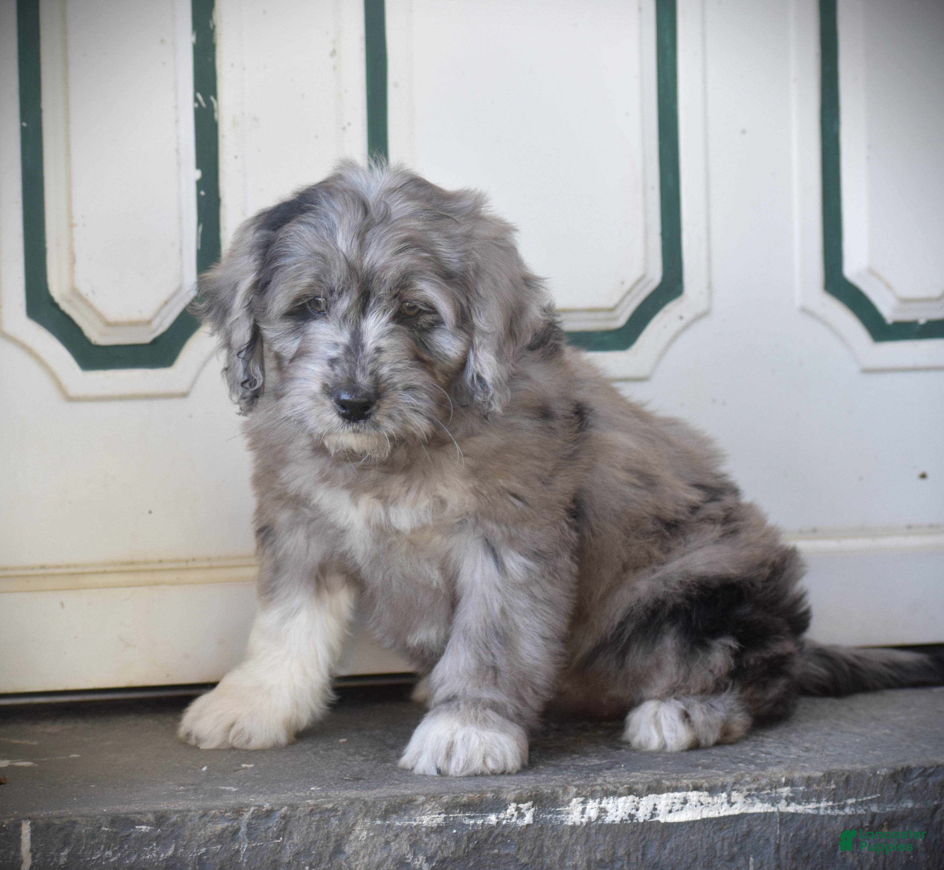 Mini Goldendoodle dogs for sale: Harmony - Ad 2