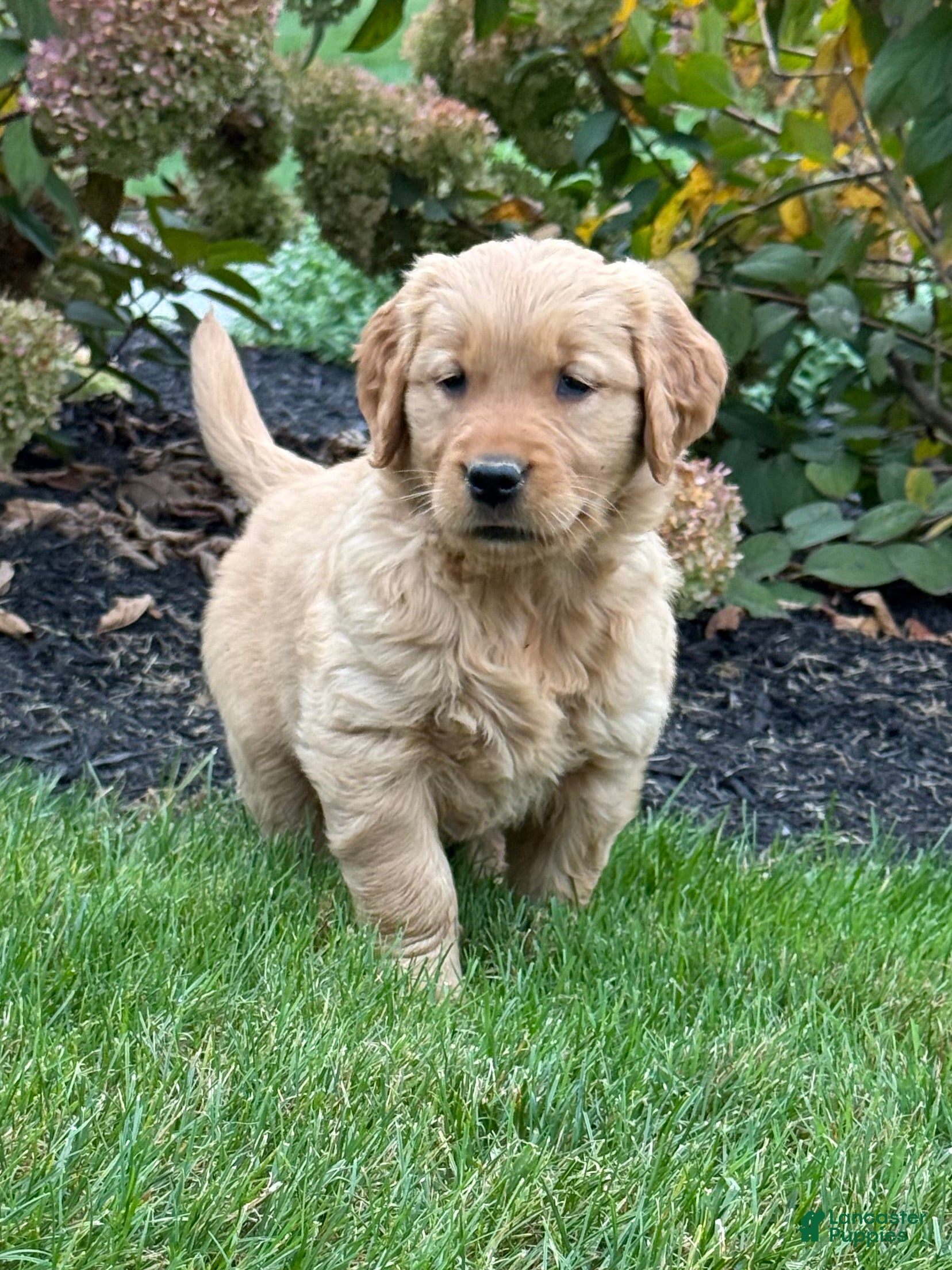 Golden Retriever dogs Paris - Ad 2