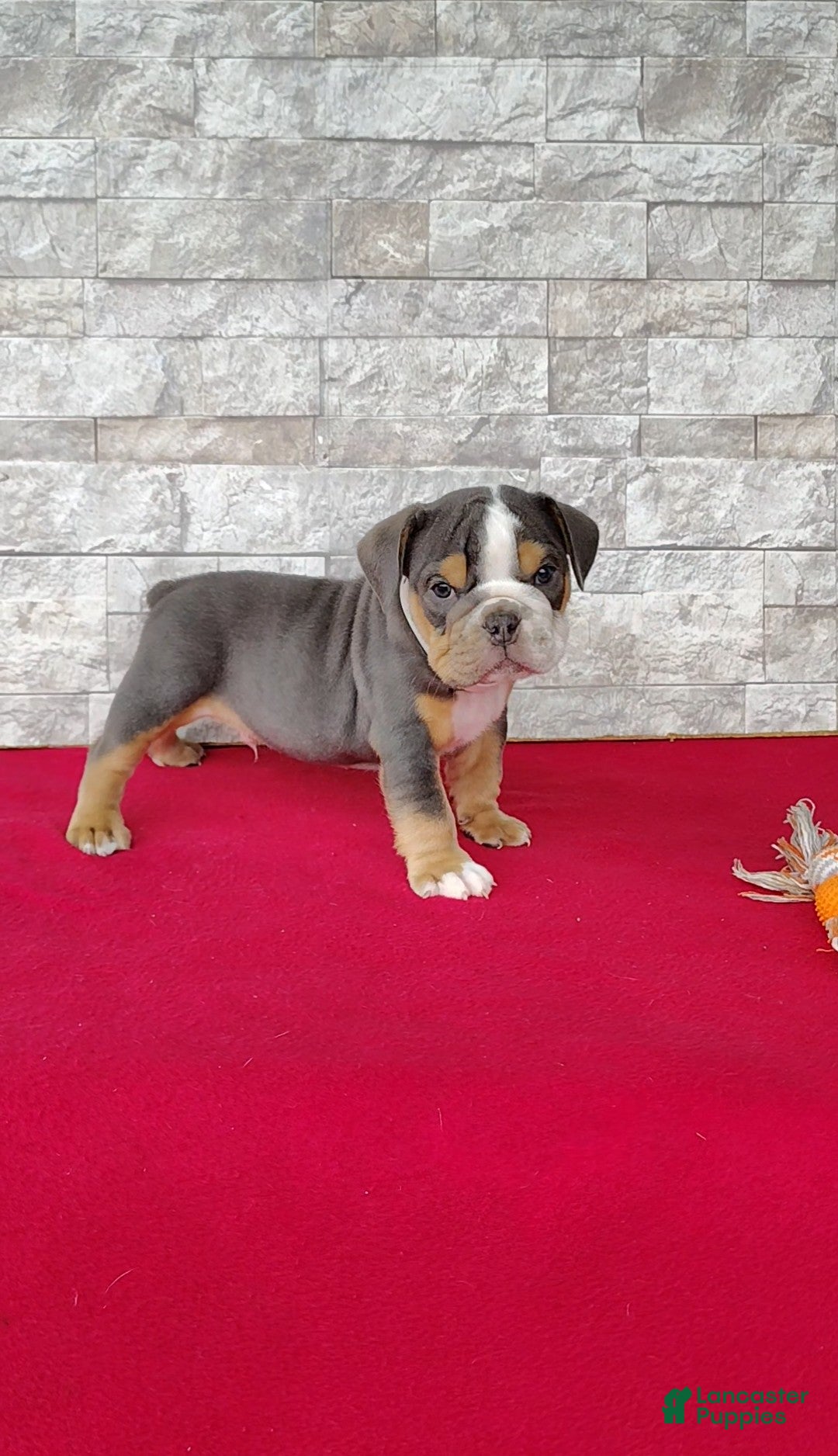 English Bulldog dogs Danny - Ad 1
