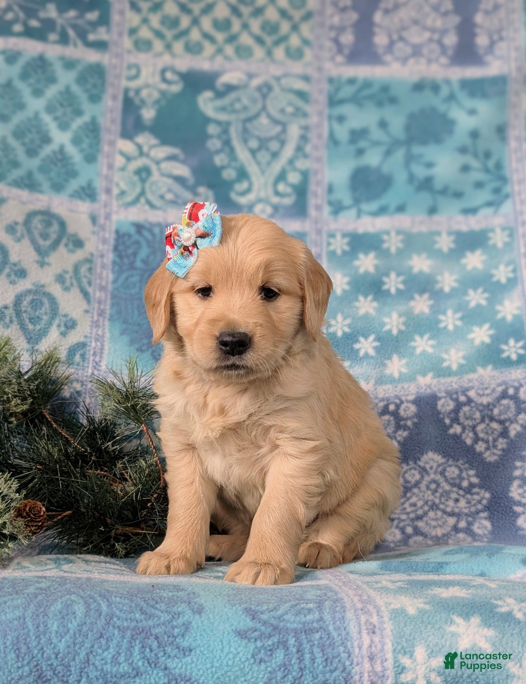 Golden Retriever dogs for sale: Catalina - Ad 1