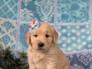 Golden Retriever dogs Catalina - Ad 33