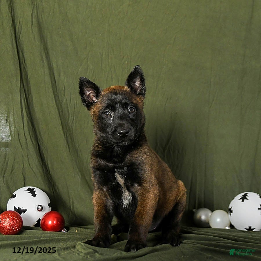 Belgian Malinois dogs Oaklee - Ad 8