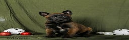 Belgian Malinois dogs for sale: Oaklee - Ad 1