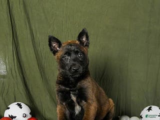 Belgian Malinois dogs Oaklee - Ad 22