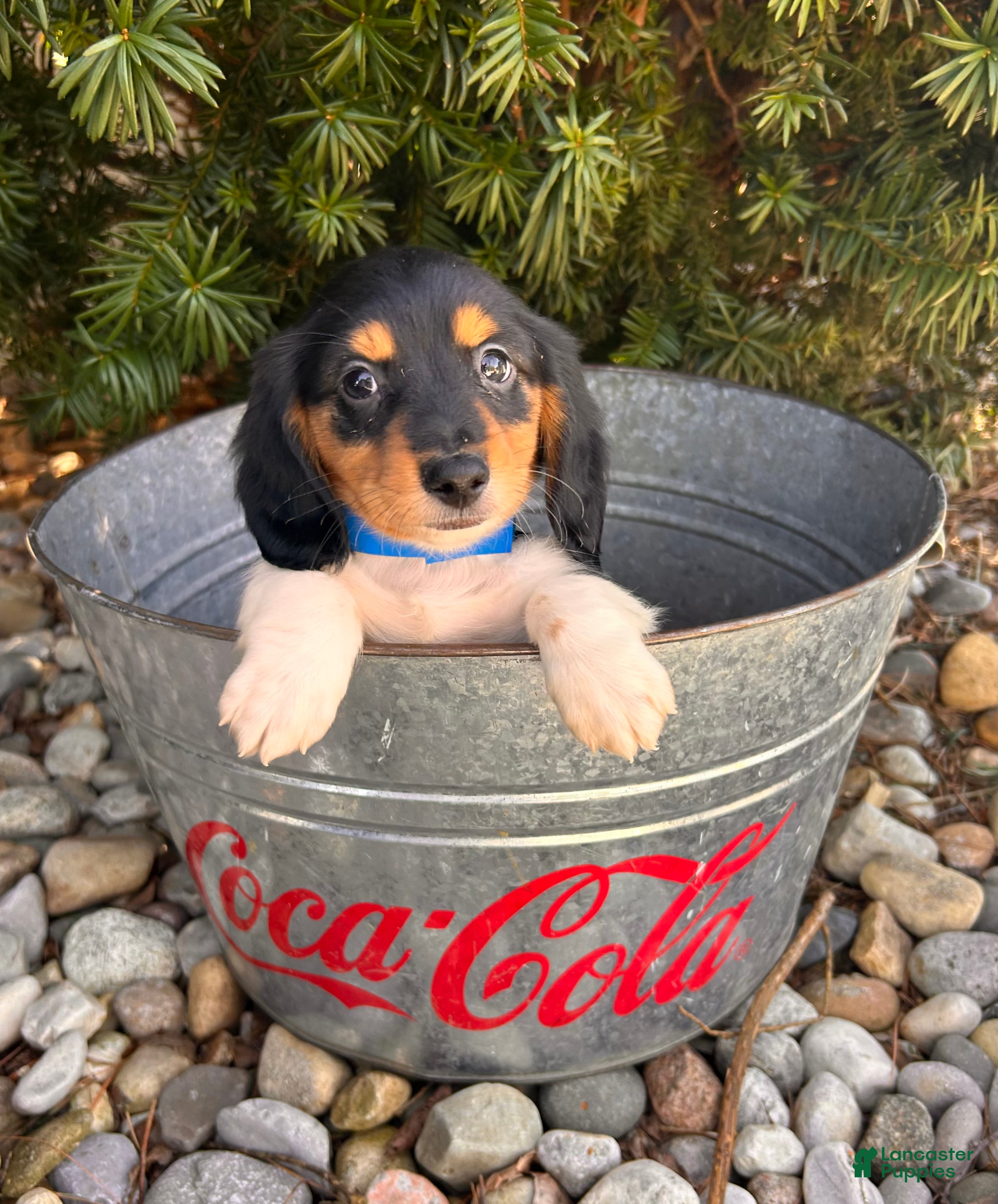 Dachshund dogs Cruz - Ad 1