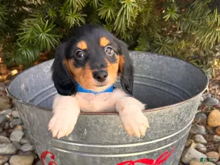 Dachshund dogs for sale: Cruz - Ad 1