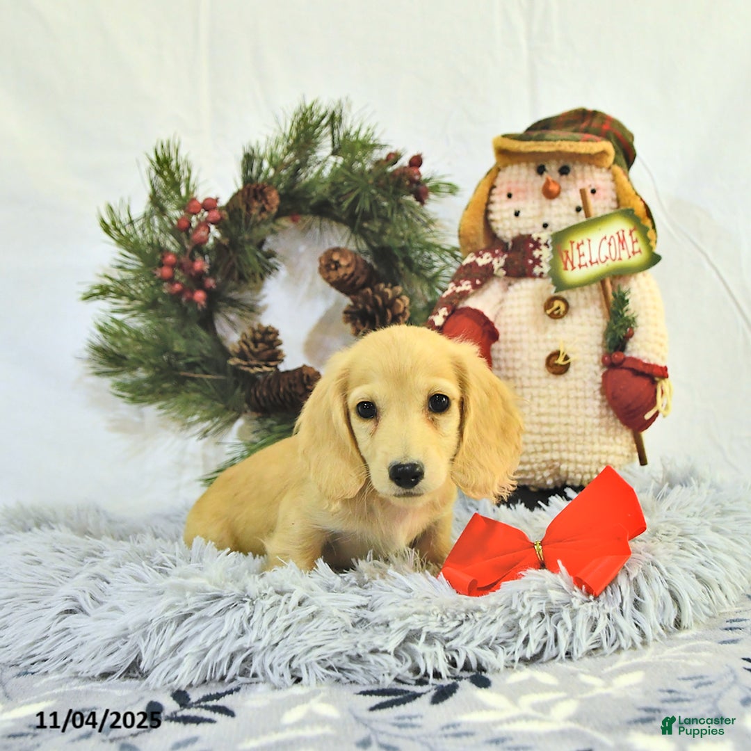 Miniature Dachshund dogs for sale: Ollie - Ad 13