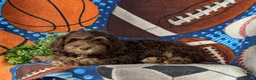 Cockapoo dogs for sale: Aiken - Ad 4