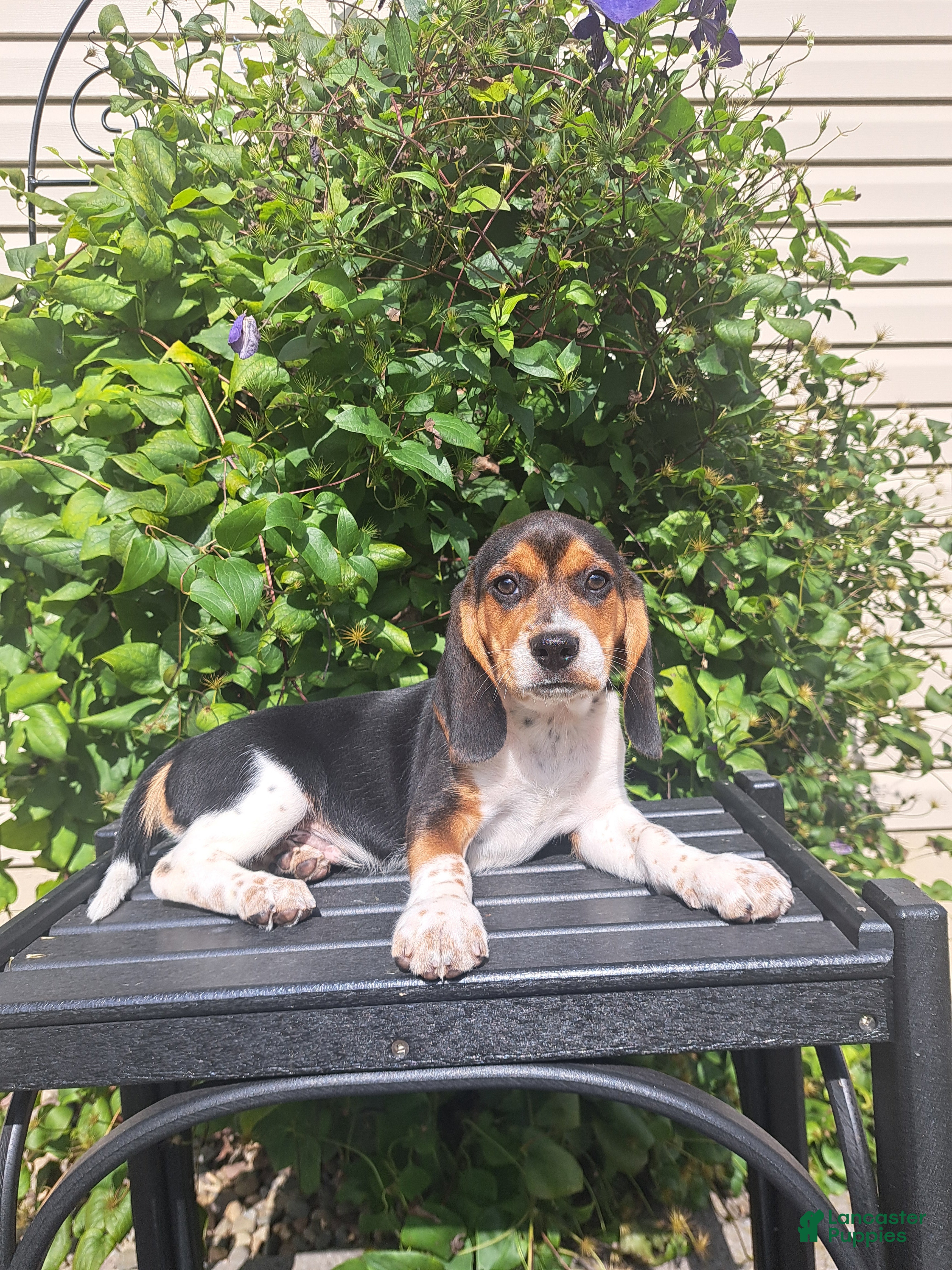 Beagle dogs BENJI - Ad 2