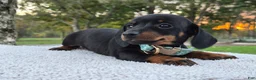 Miniature Dachshund dogs for sale: Poppy  - Ad 5