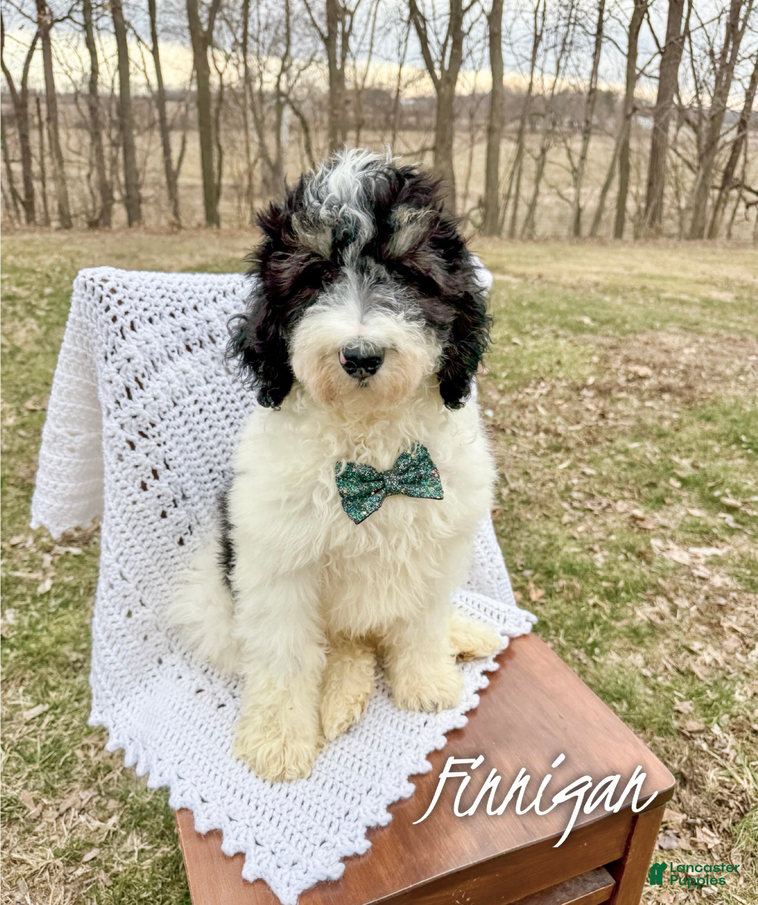 Mini Bernedoodle dogs Finnigan - Ad 1