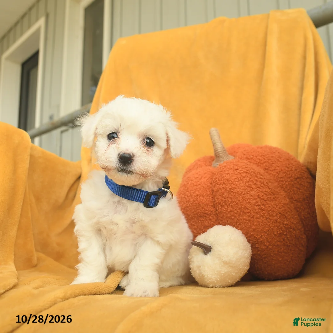 Bichon Frise dogs for sale: Henry  - Ad 2