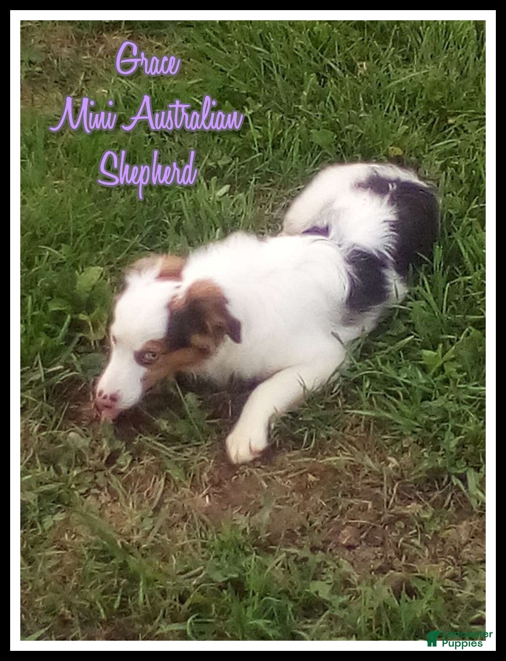 Miniature Australian Shepherd dogs Grace - Ad 1