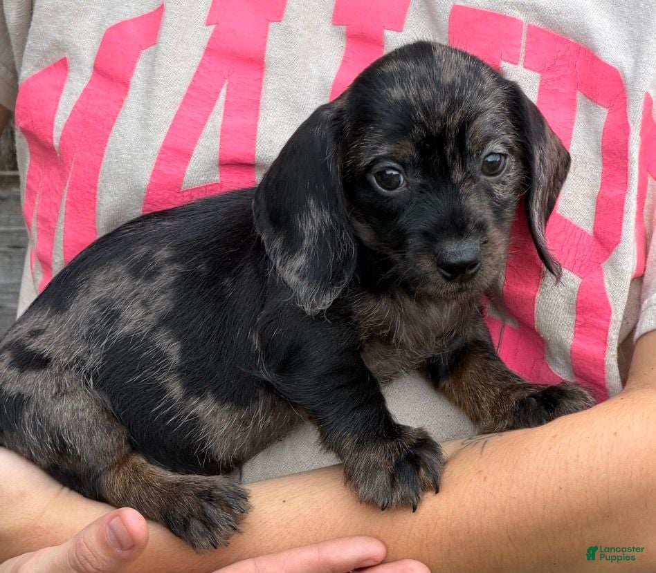Miniature Dachshund dogs Dapple wire Girl - Ad 23