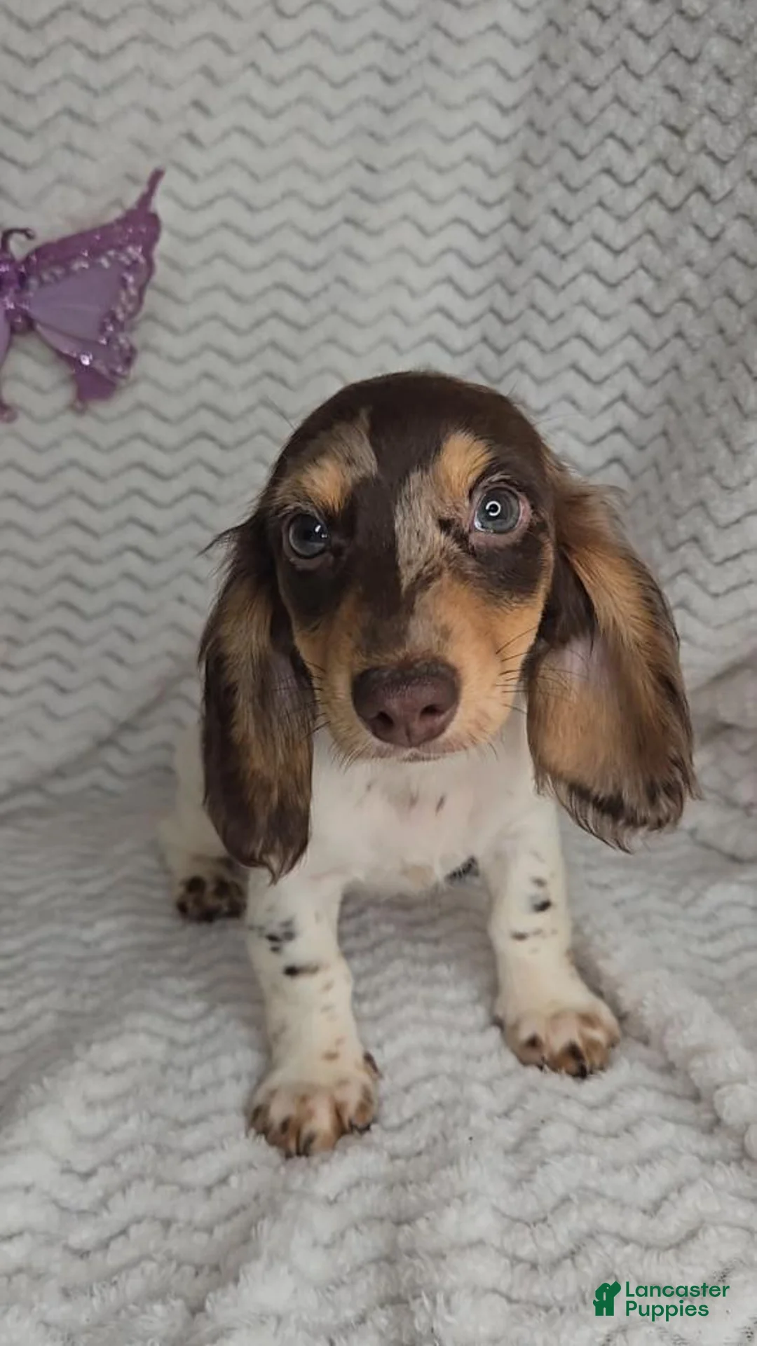 Miniature Dachshund dogs for sale: Miniature Dachshund 1 - Ad 2