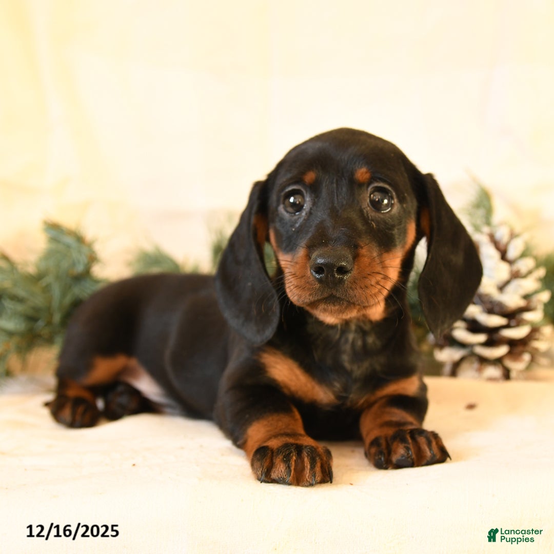 Miniature Dachshund dogs for sale: Callie - Ad 4