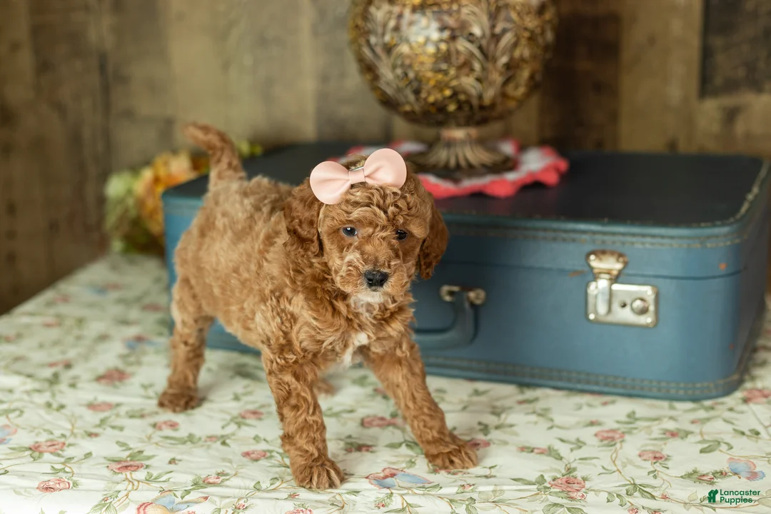 Mixed Breed dogs for sale: Elise - Ad 3