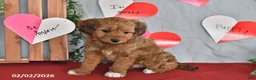 Mixed Breed dogs for sale: Clifford - Ad 4