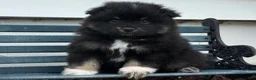 Pomeranian dogs for sale: Oreo - Ad 4
