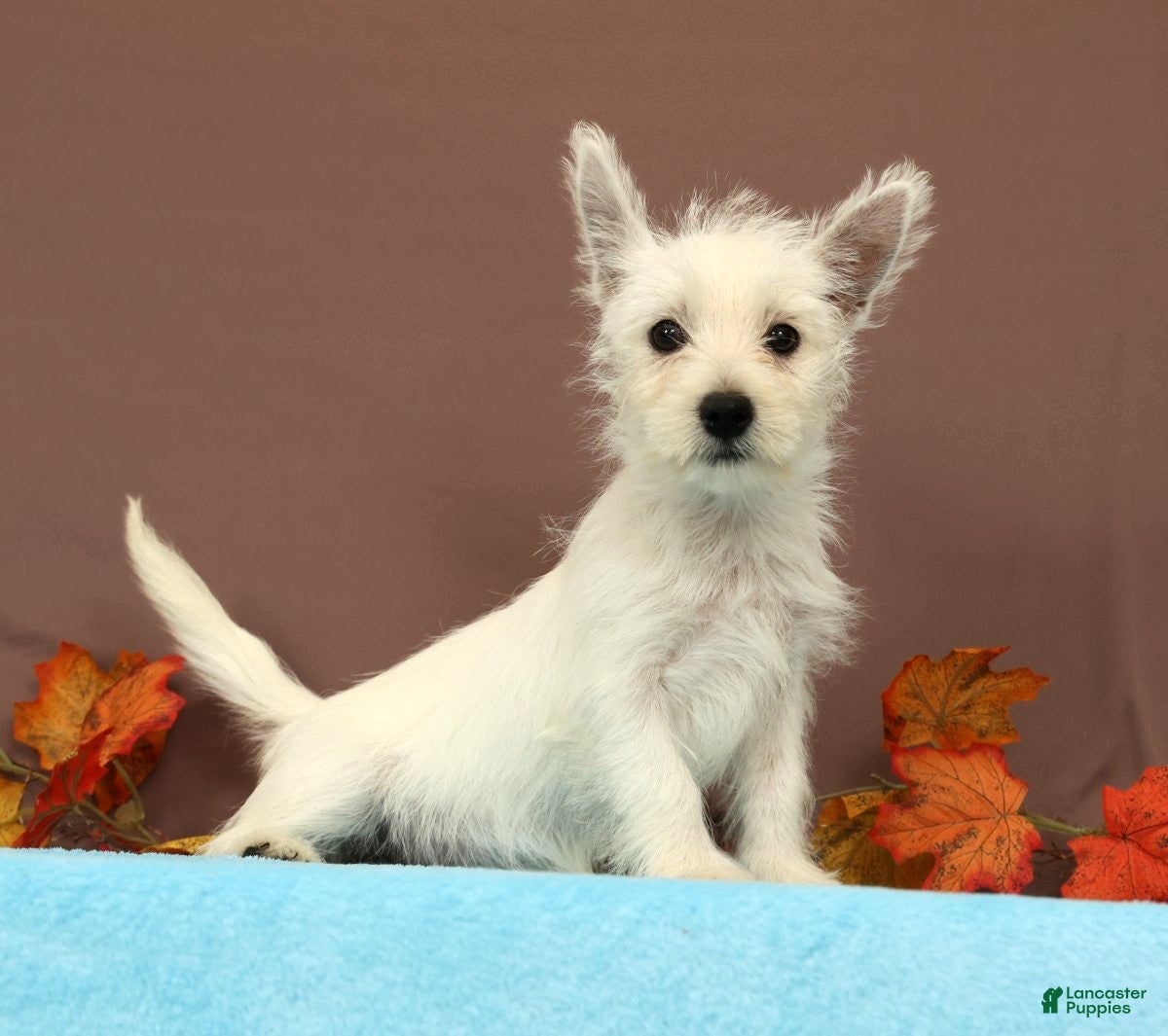 West Highland Terrier dogs for sale: Coconut - Ad 2