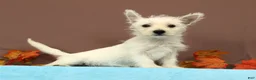 West Highland Terrier dogs for sale: Coconut - Ad 2