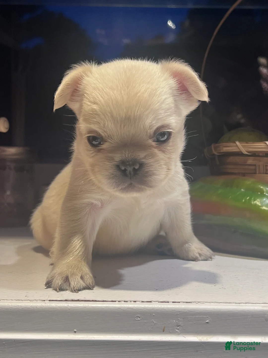 French Bulldog dogs for sale: French Bulldog 1 - Ad 2