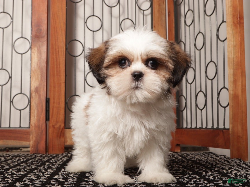Shih Tzu dogs Wambo - Ad 1