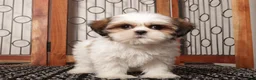 Shih Tzu dogs for sale: Wambo - Ad 1