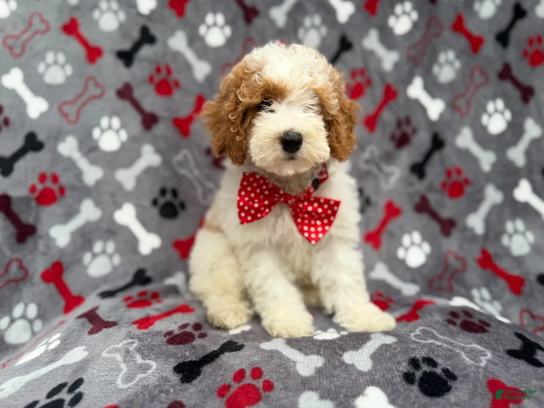 Cockapoo dogs for sale: Lucky - Ad 1